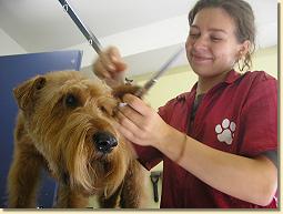 Fachkraft-fuer-Hundegesundheit-und-Pflege